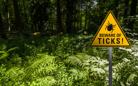 MAHEC family nurse practitioner provides guidance on how to handle the “uptick” in the tick situation